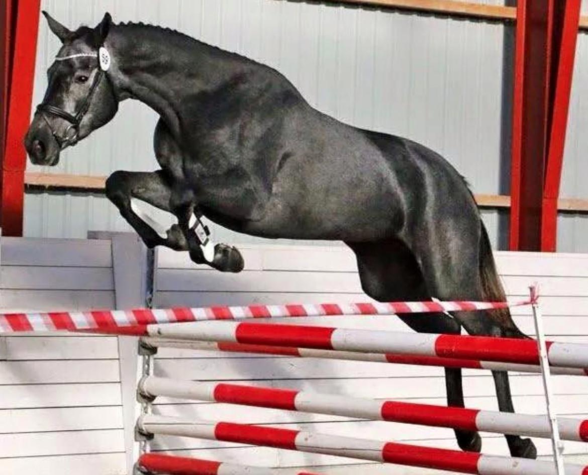 Dansk Varmblod Stærebogårds Perfect - Hoppekåring 2013 billede 14