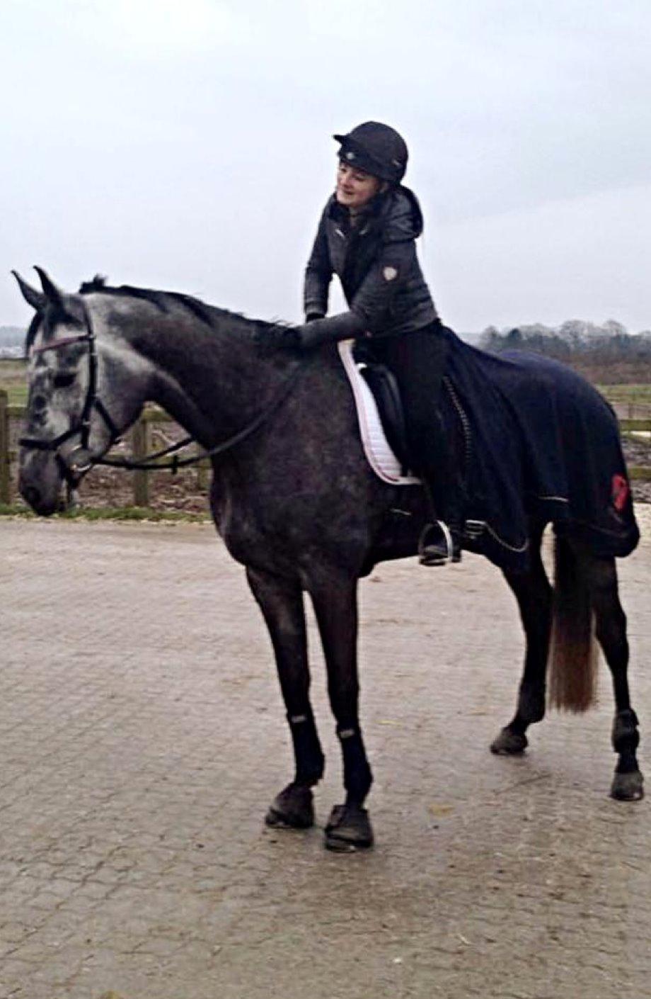 Dansk Varmblod Stærebogårds Perfect billede 15