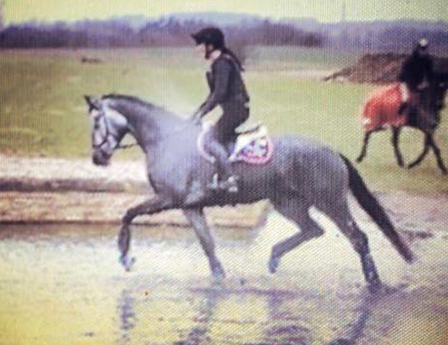 Dansk Varmblod Stærebogårds Perfect billede 17