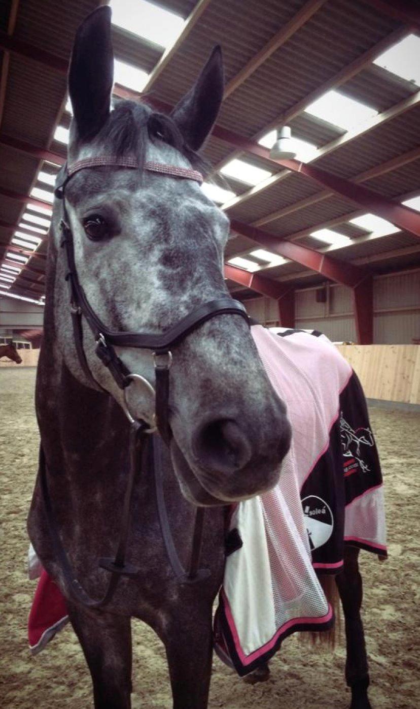 Dansk Varmblod Stærebogårds Perfect billede 18