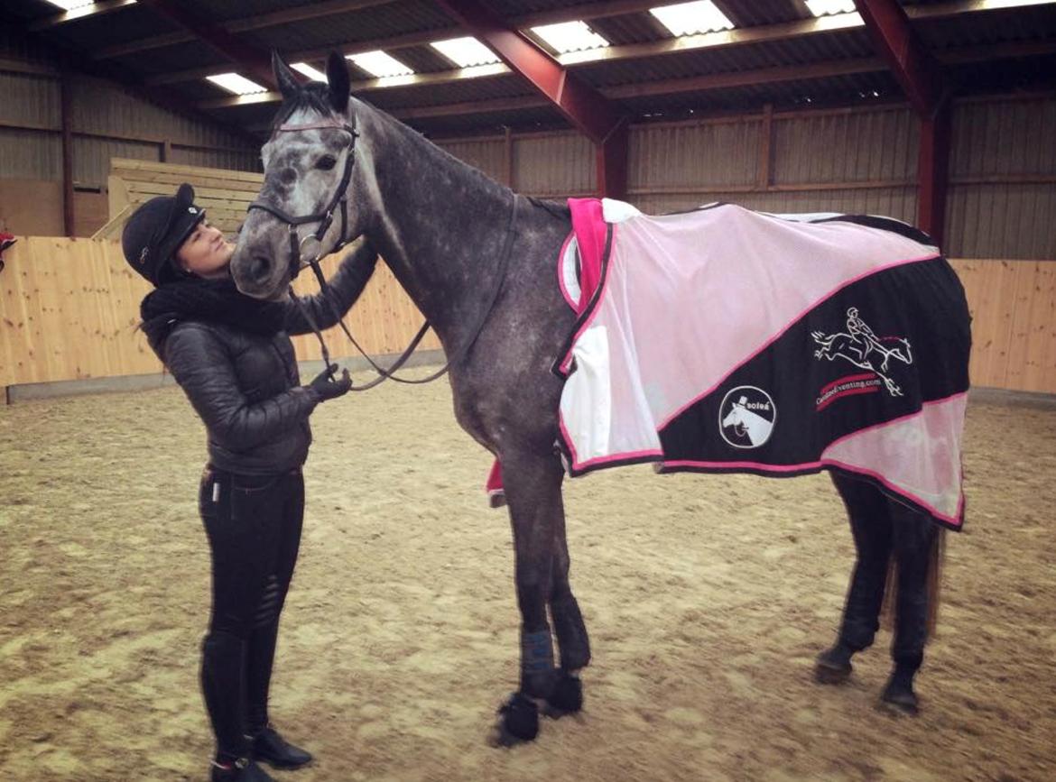 Dansk Varmblod Stærebogårds Perfect billede 19