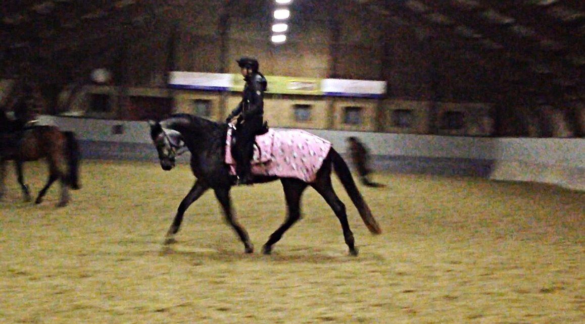 Dansk Varmblod Stærebogårds Perfect billede 20