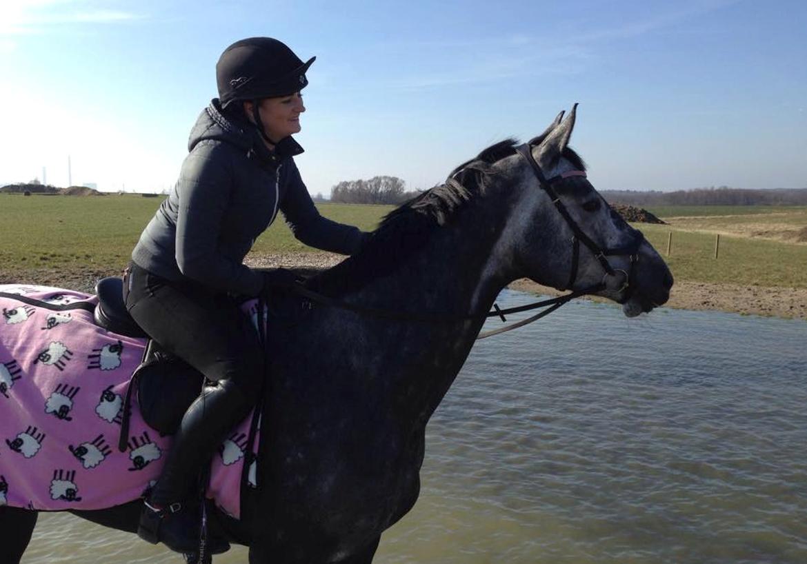 Dansk Varmblod Stærebogårds Perfect - Første gang i vand :=) billede 6