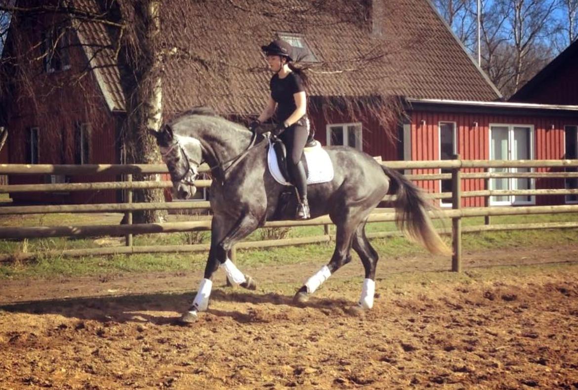 Dansk Varmblod Stærebogårds Perfect billede 10