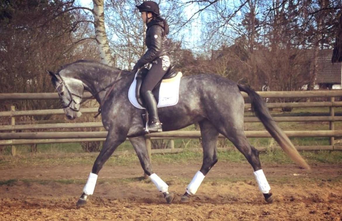 Dansk Varmblod Stærebogårds Perfect billede 7