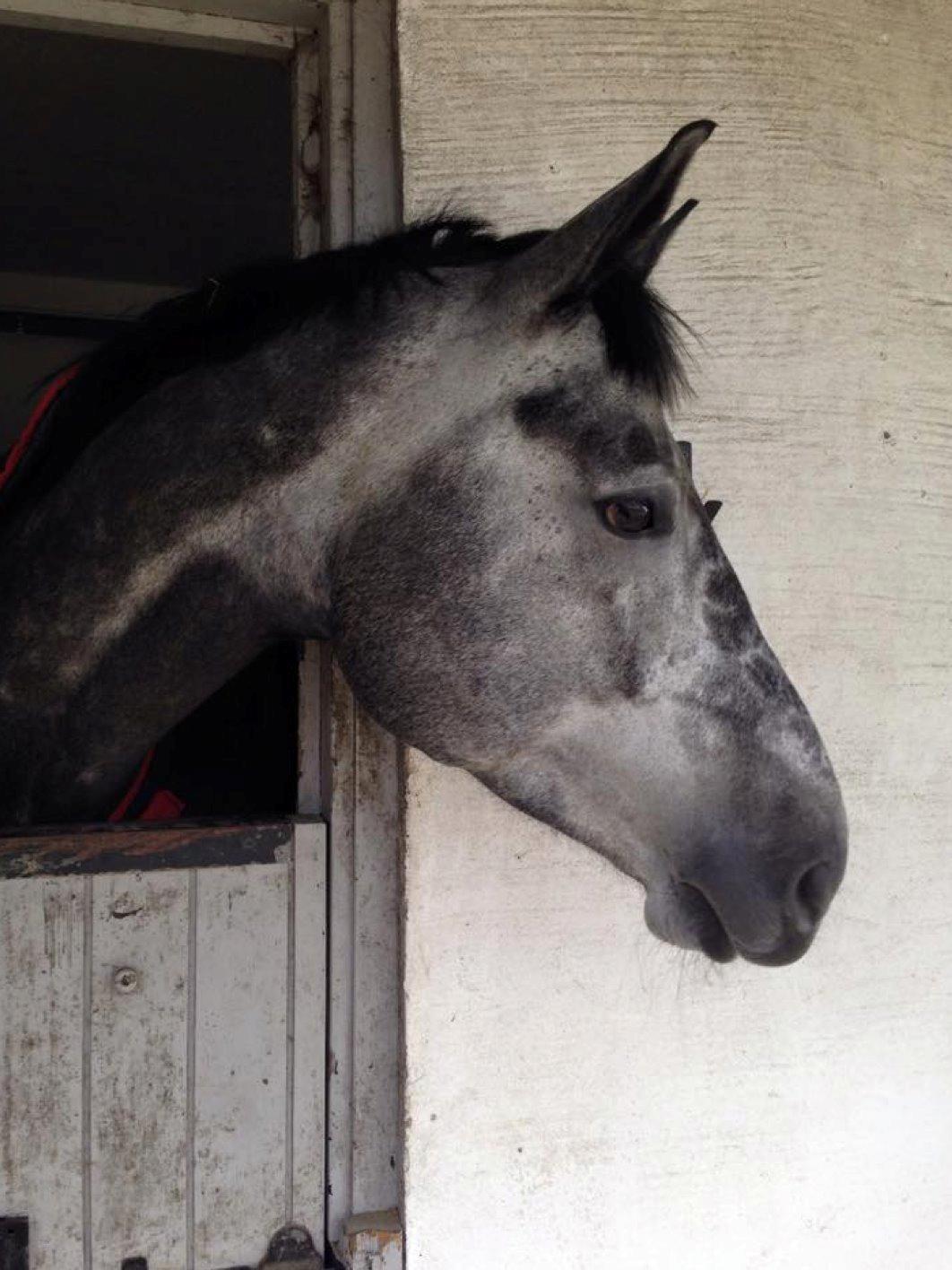 Dansk Varmblod Stærebogårds Perfect billede 11