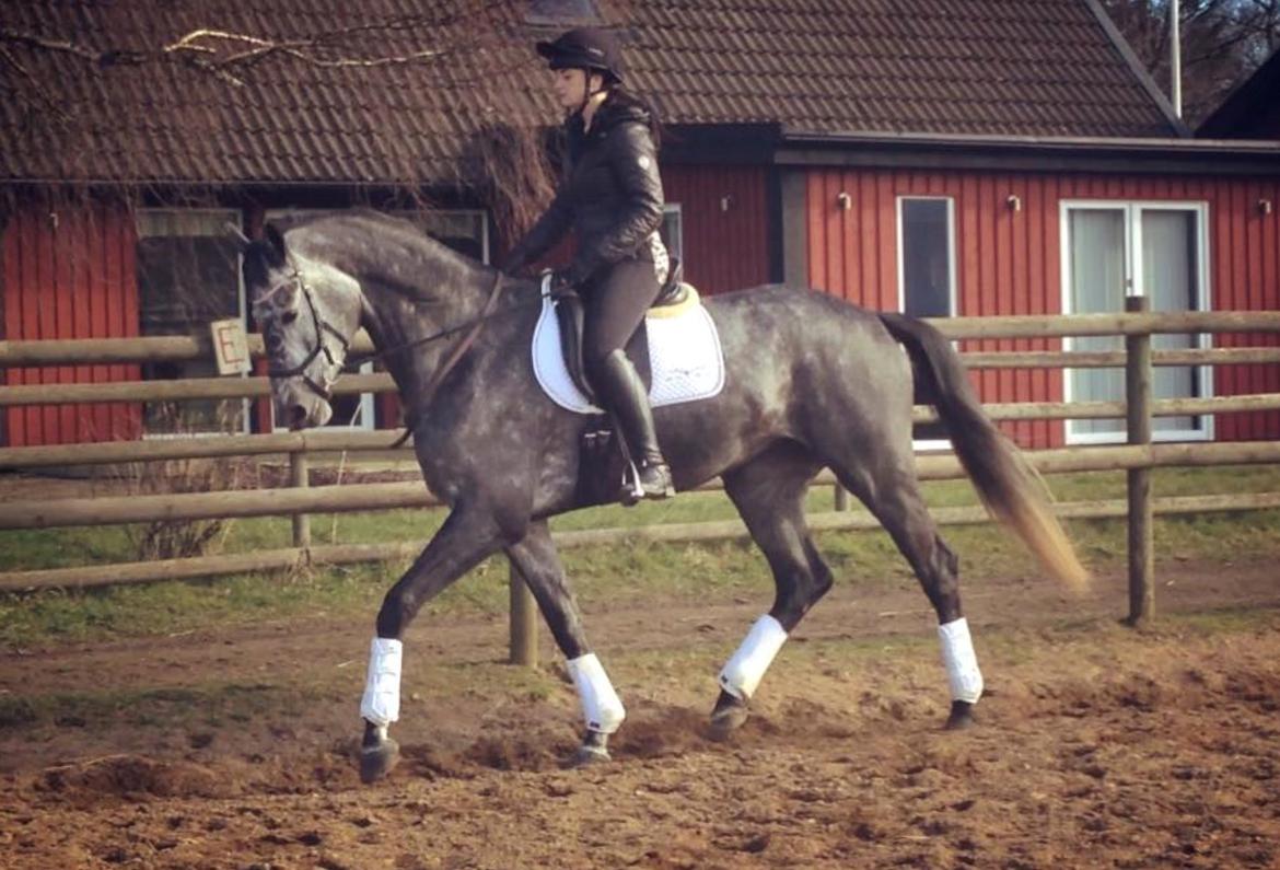 Dansk Varmblod Stærebogårds Perfect billede 4