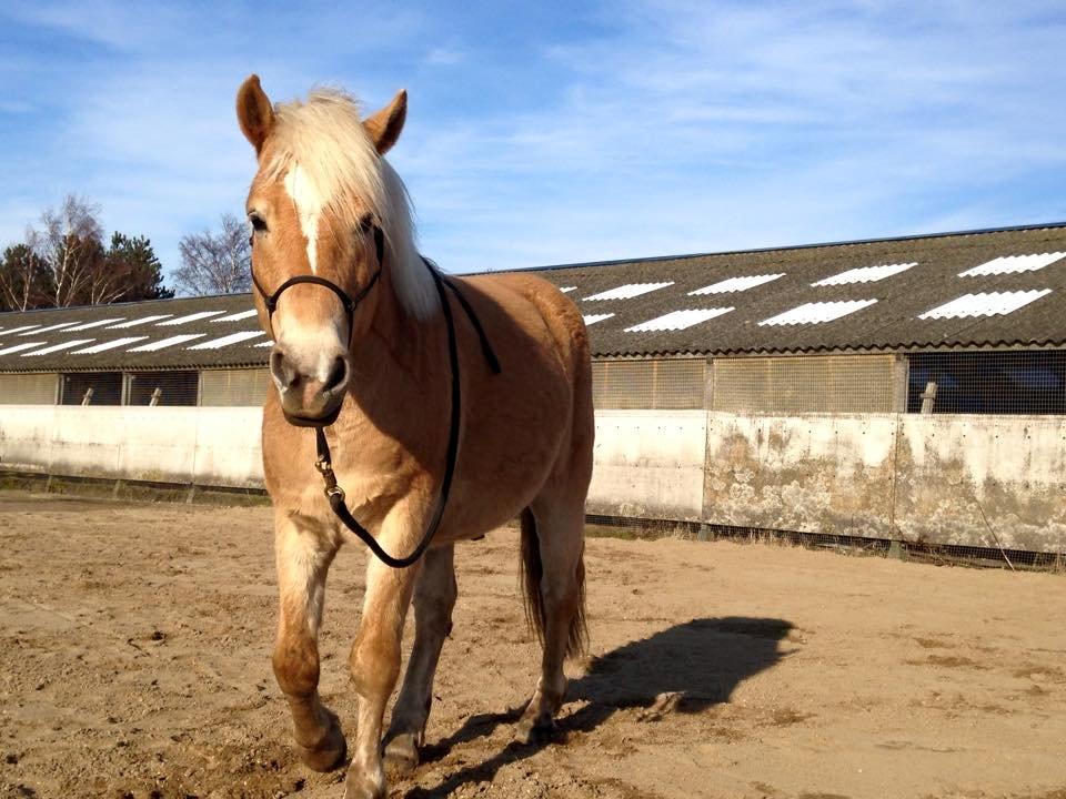 Tyroler Haflinger Walando - Walando's første tur på ridebanen d. 6/4-15 billede 5