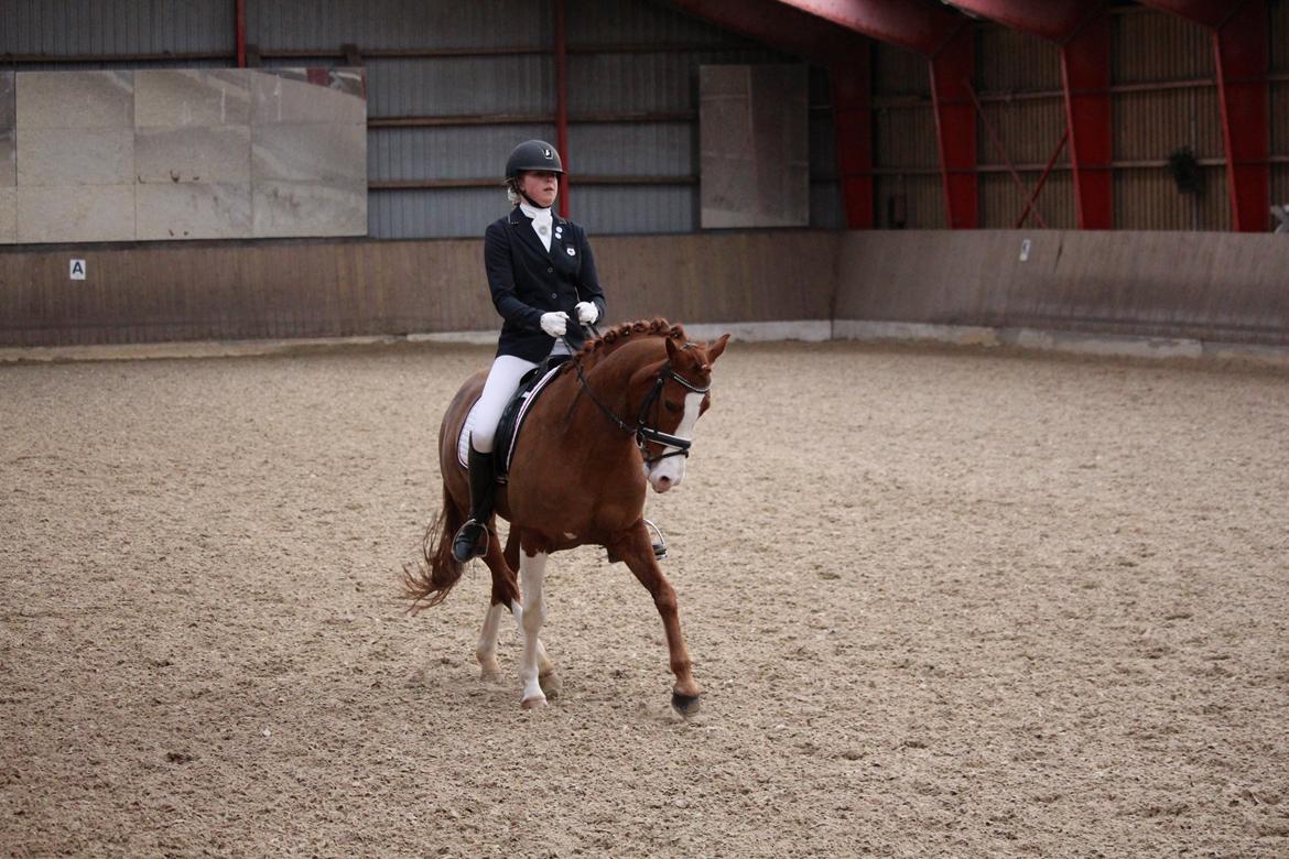 Hollandsk Sportspony Jordy billede 16
