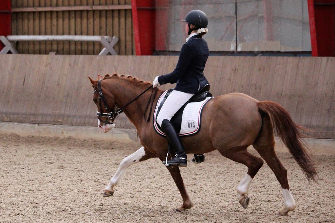 Hollandsk Sportspony Jordy billede 1