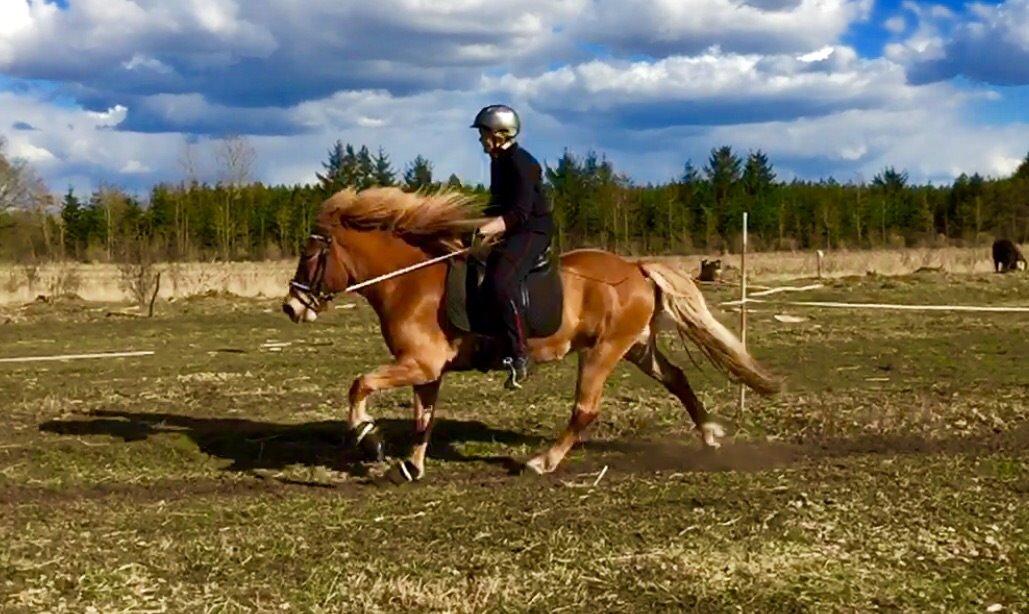Islænder Glóa fra Lundhede billede 14