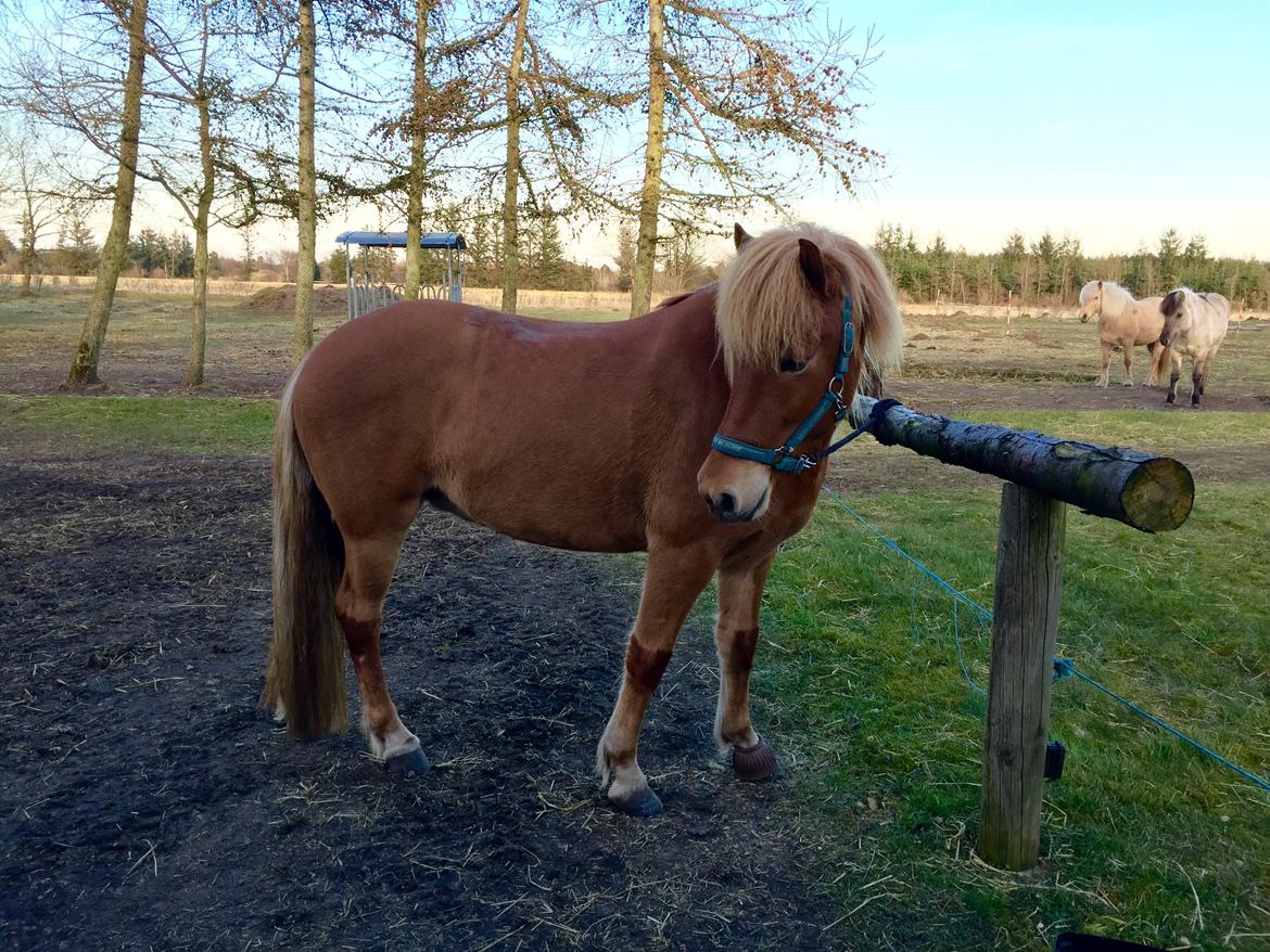 Islænder Glóa fra Lundhede billede 16