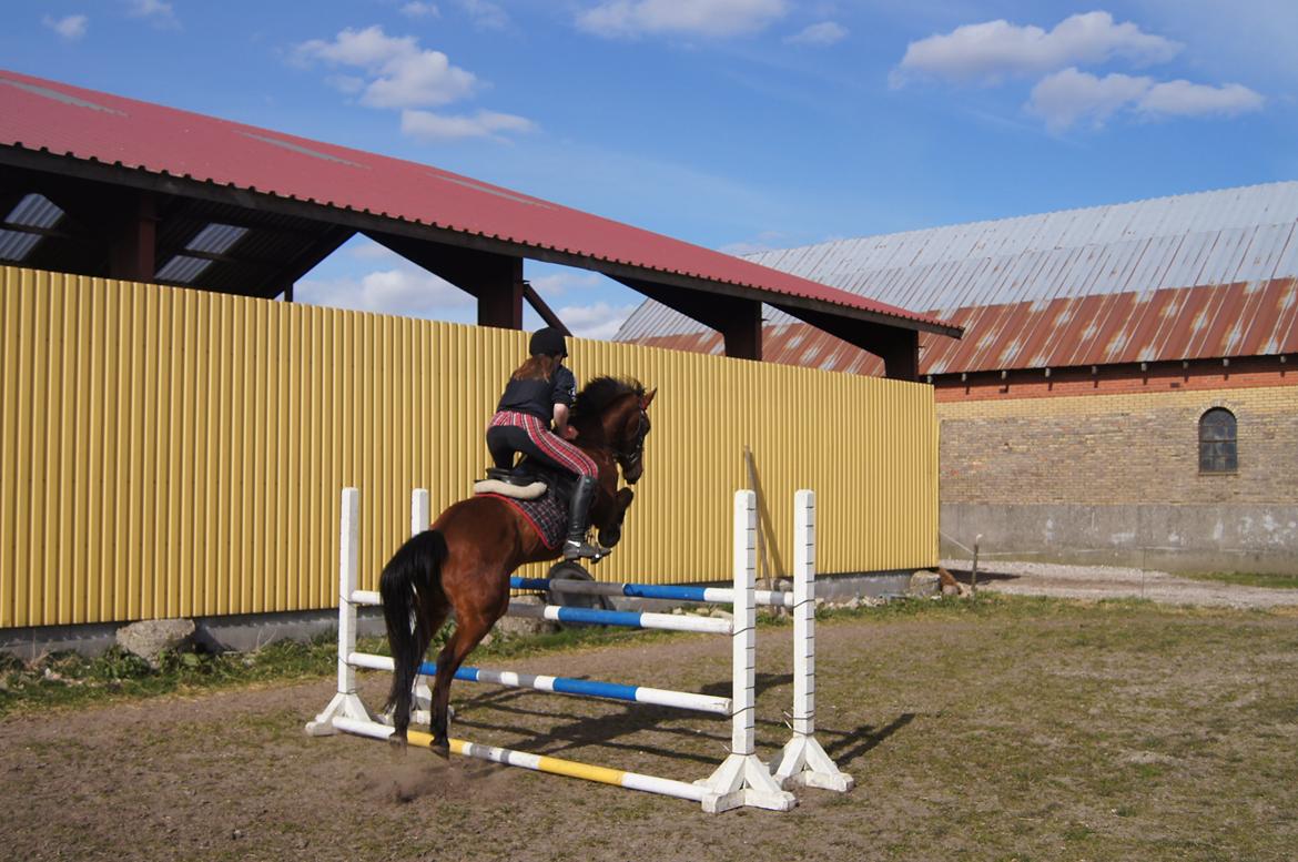 Anden særlig race MILLE billede 3