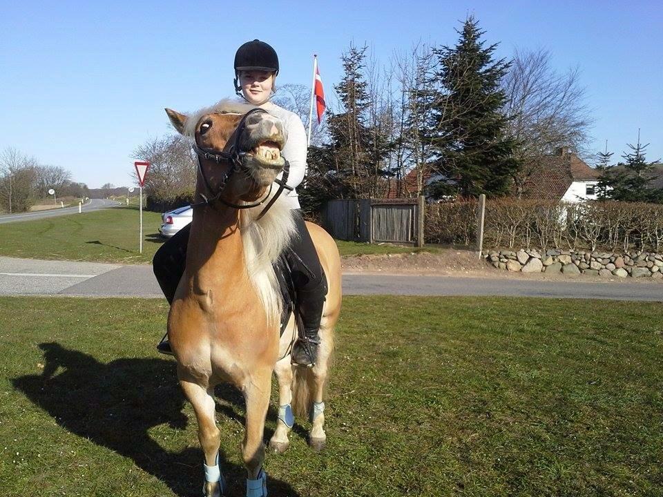 Haflinger Blue Star <3 - Efter patruljeridt <3 billede 17