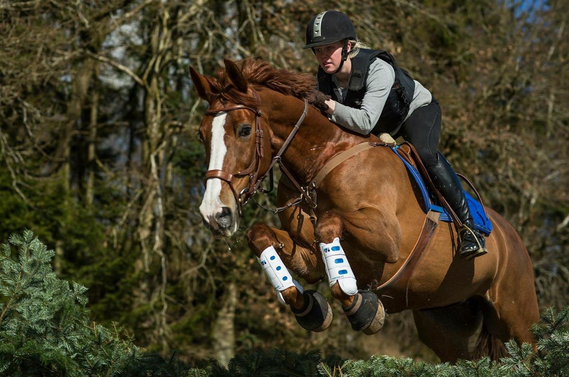 Hollandsk Varmblod Zirmatine - 04.04.2015 Årets første terræn-træning. Dejligt med lidt afveksling :D Zirma viste sig fra sin bedste (lidt vilde) side, og sprang alt jeg styrede hende på! (Og endelig et billede med den nye trense) Foto: Jimmy Friis billede 20