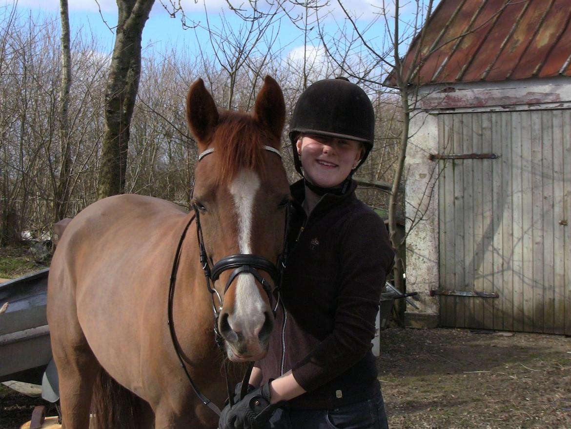 Hollandsk Sportspony zoe v.d. noarderein billede 47