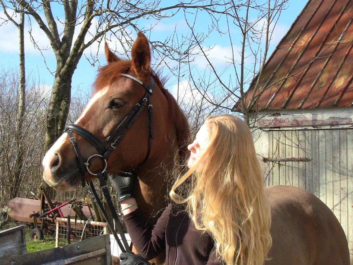 Hollandsk Sportspony zoe v.d. noarderein billede 44