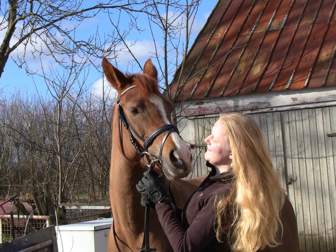 Hollandsk Sportspony zoe v.d. noarderein billede 45