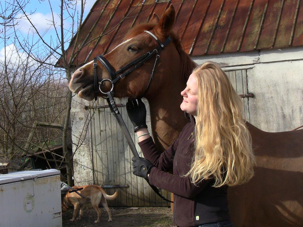 Hollandsk Sportspony zoe v.d. noarderein billede 43