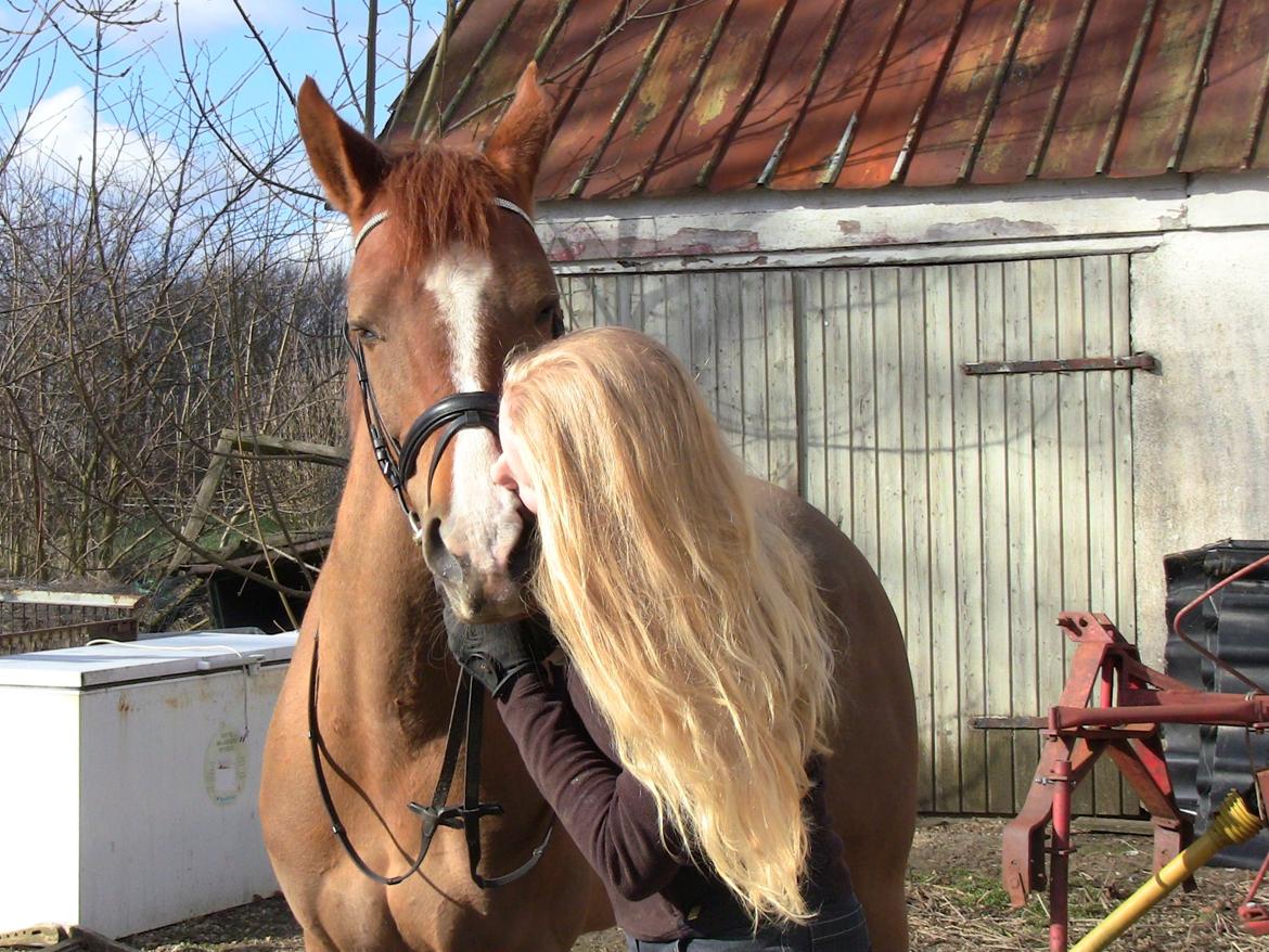 Hollandsk Sportspony zoe v.d. noarderein billede 46