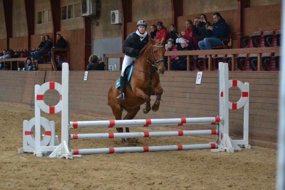 Anden særlig race Hovgårdens Fleur - stævne på HHR 70cm billede 17