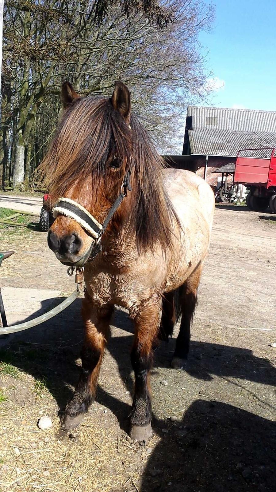 Islænder SOLFÉGUR HEJELTE billede 17