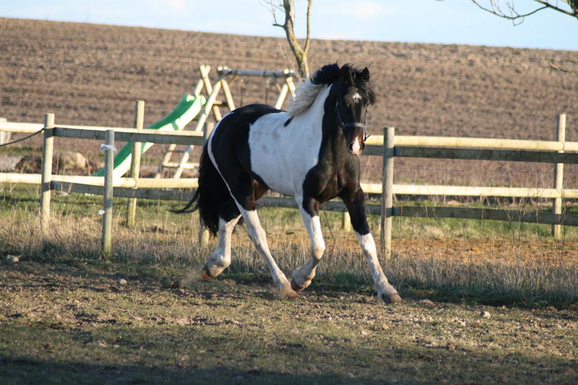 Barockpinto Obelix fan thorum billede 7