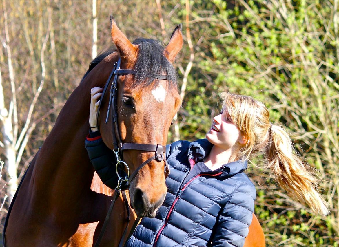 Dansk Varmblod Mayol billede 5