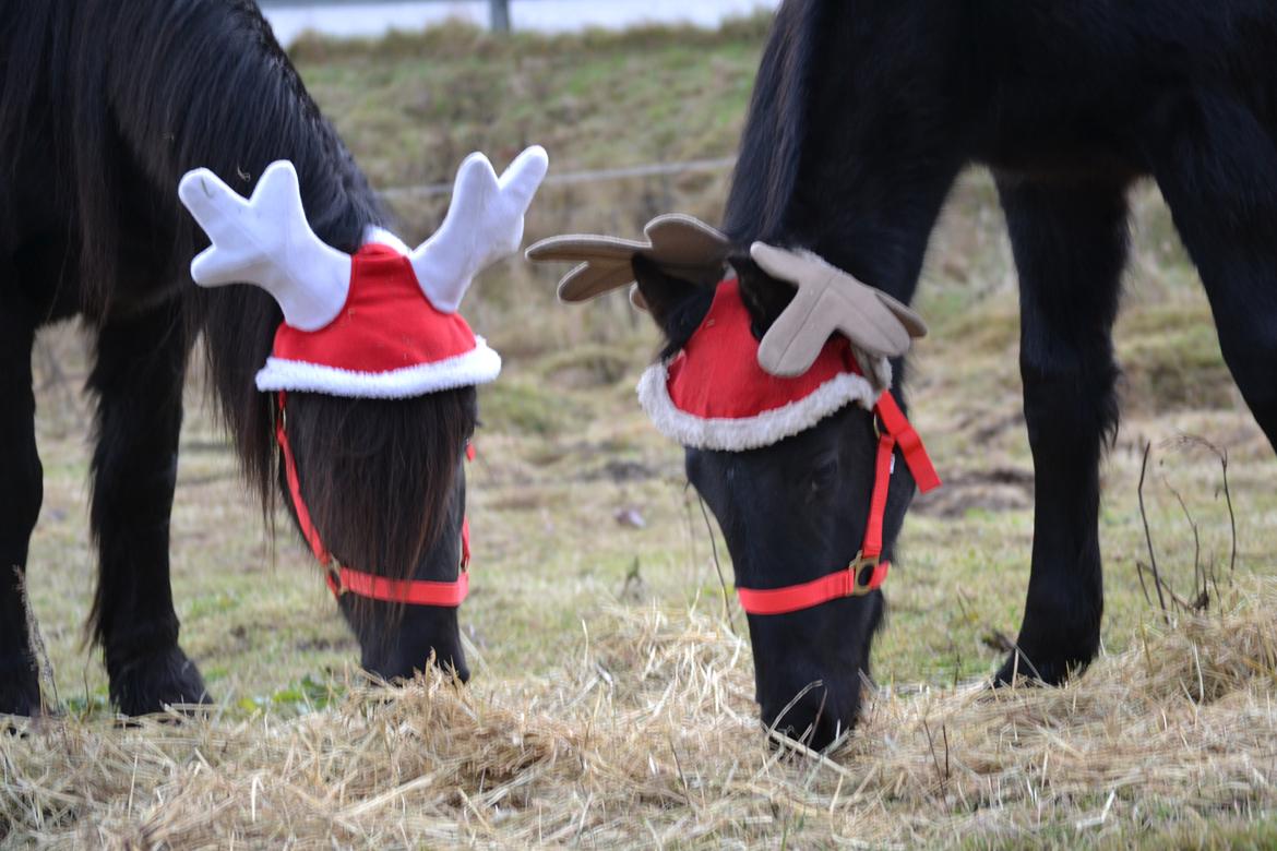 Barockpferd Clarissa billede 17