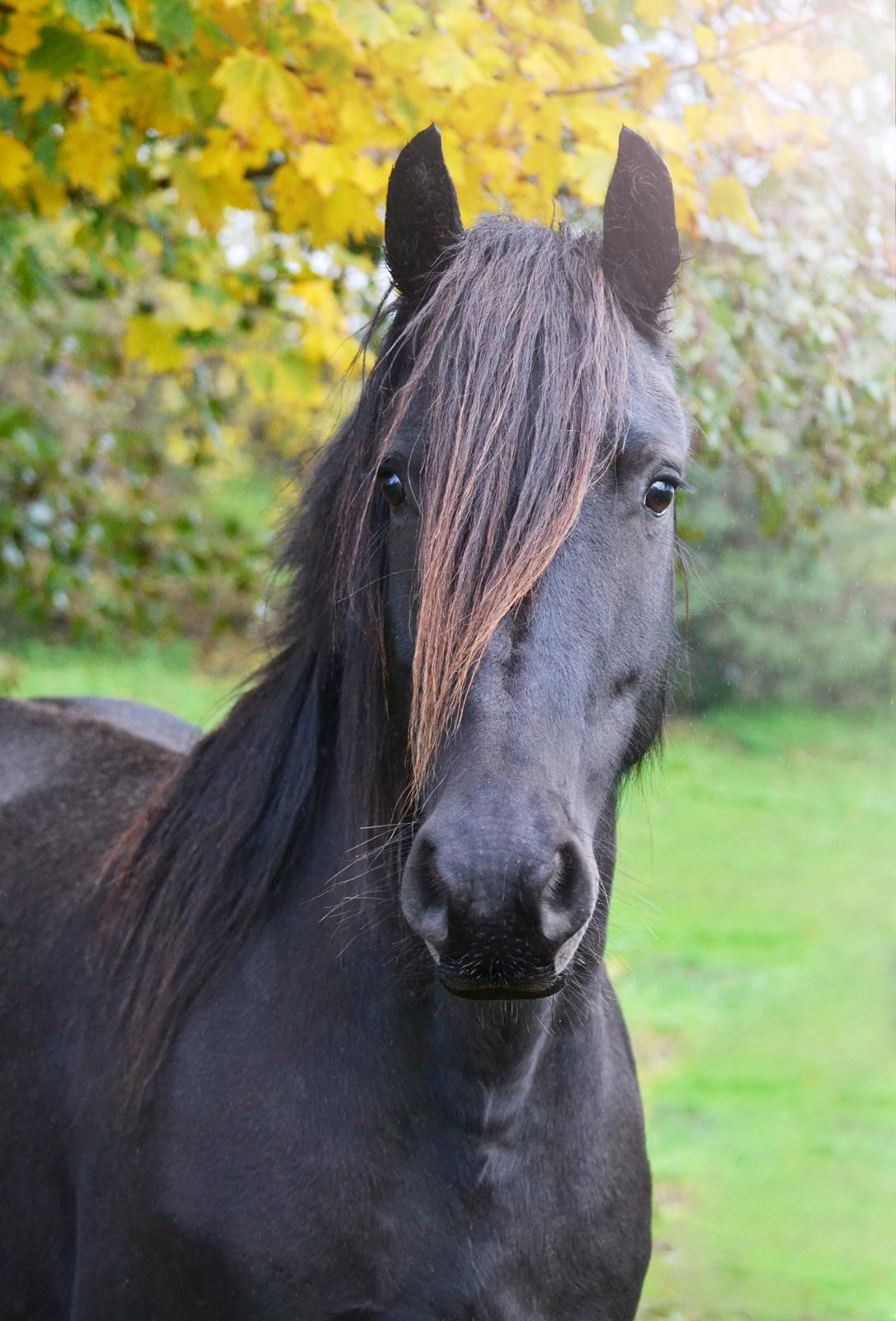 Barockpferd Clarissa billede 1