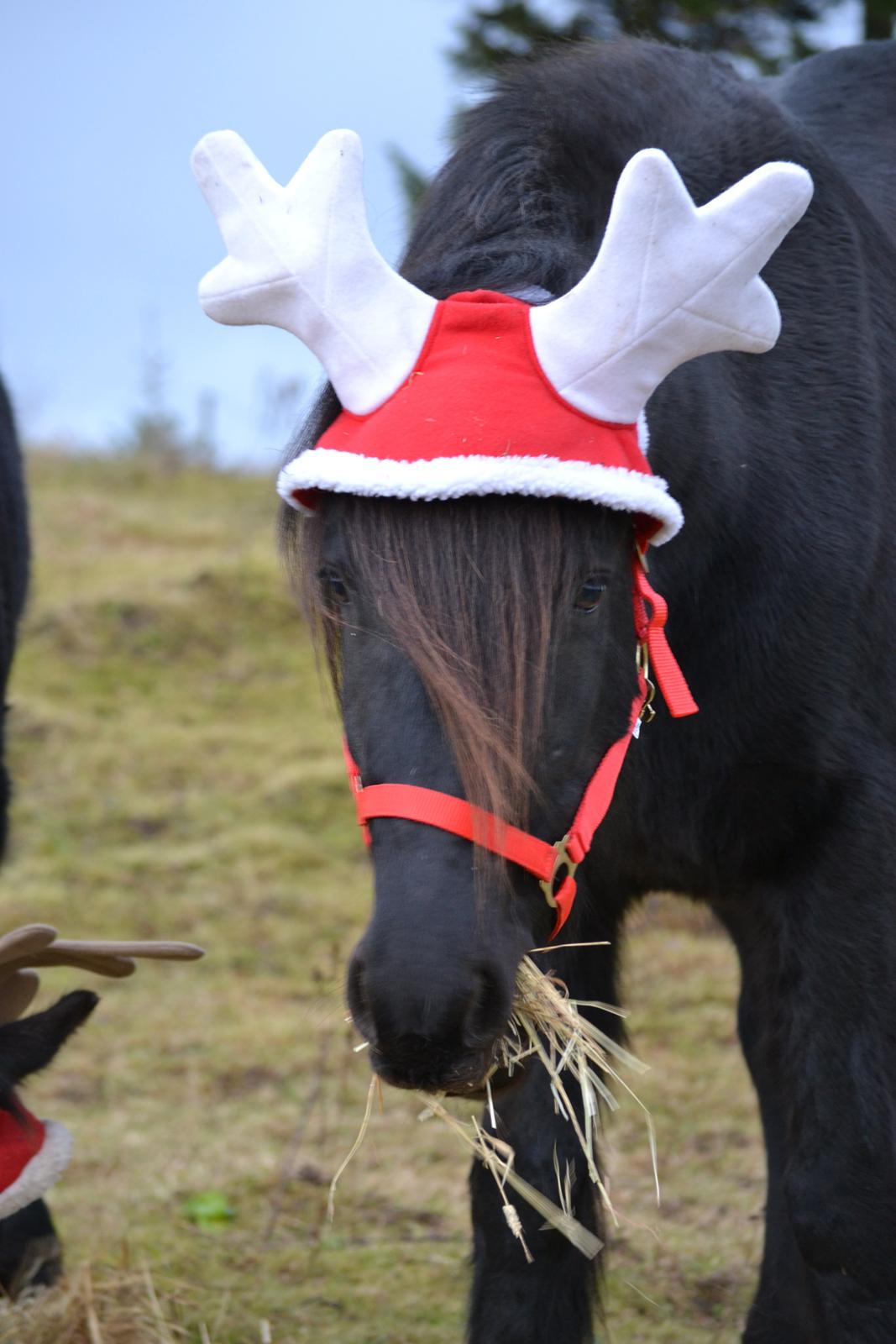 Barockpferd Clarissa billede 19