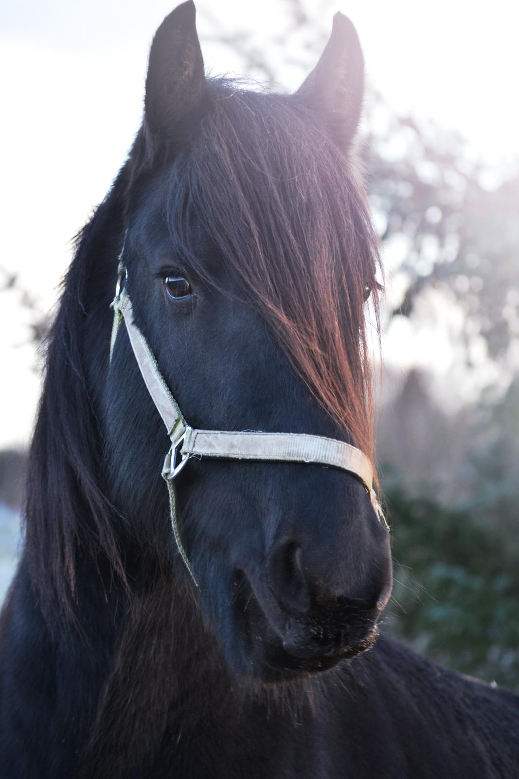 Barockpferd Clarissa billede 2