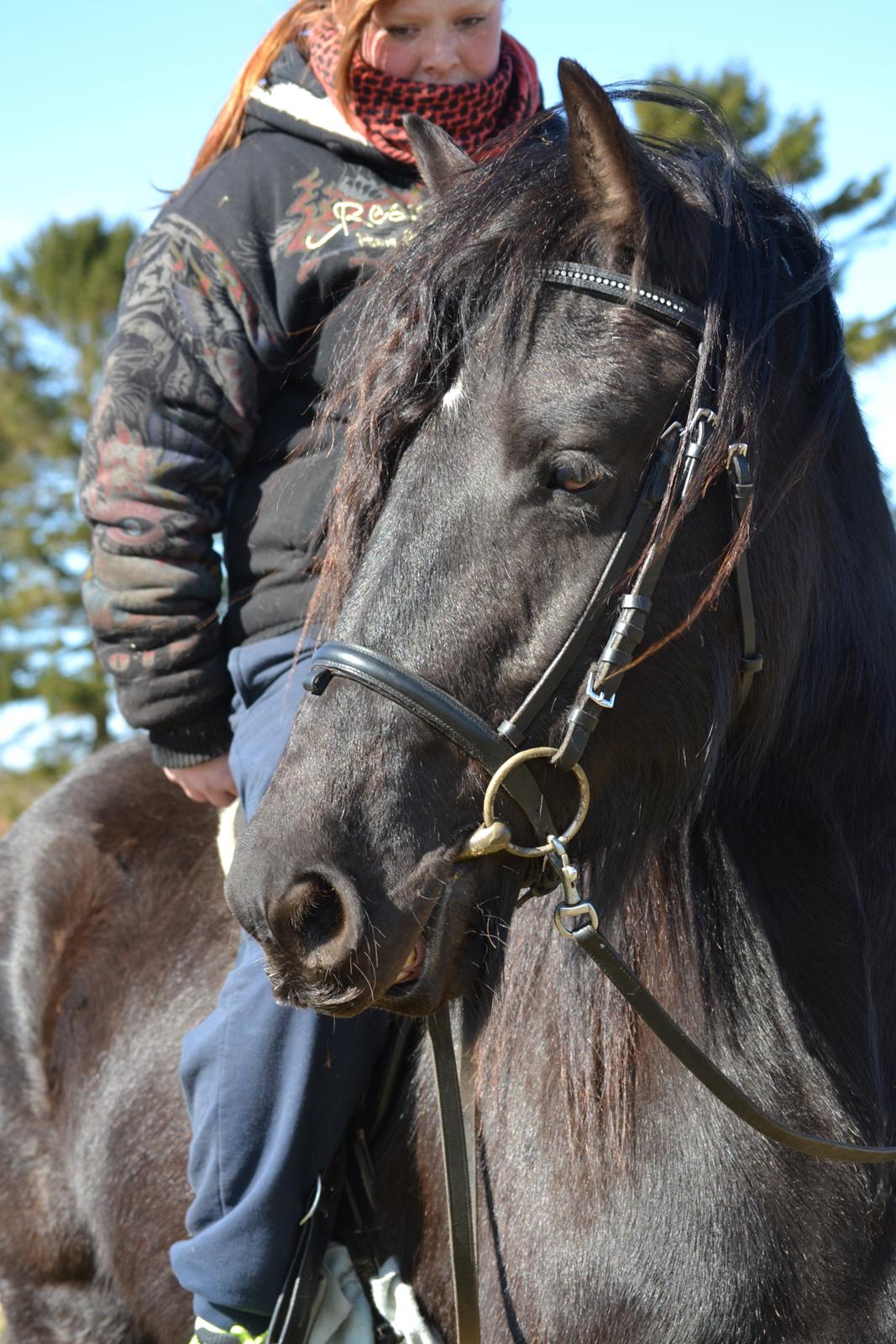 Barockpferd Clarissa billede 3