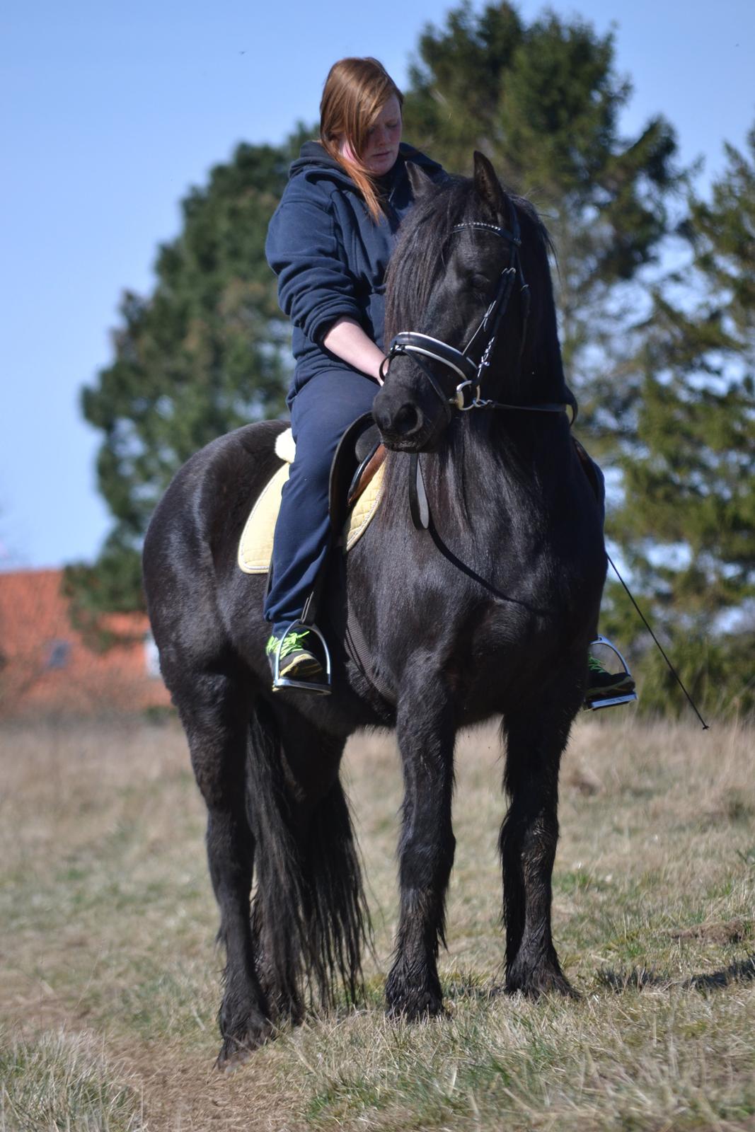 Barockpferd Clarissa billede 4