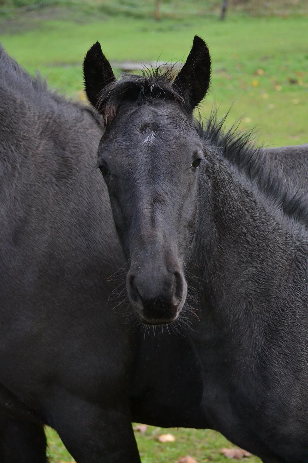 Barockpferd Nørrelunds Zippo billede 15