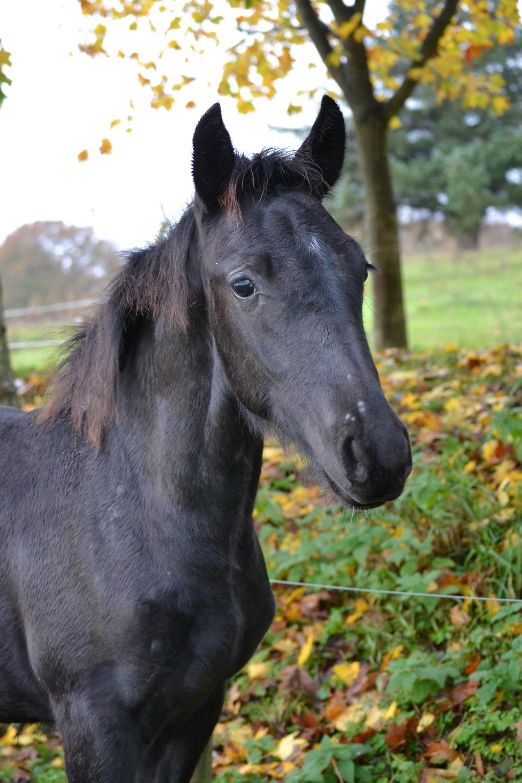 Barockpferd Nørrelunds Zippo billede 4