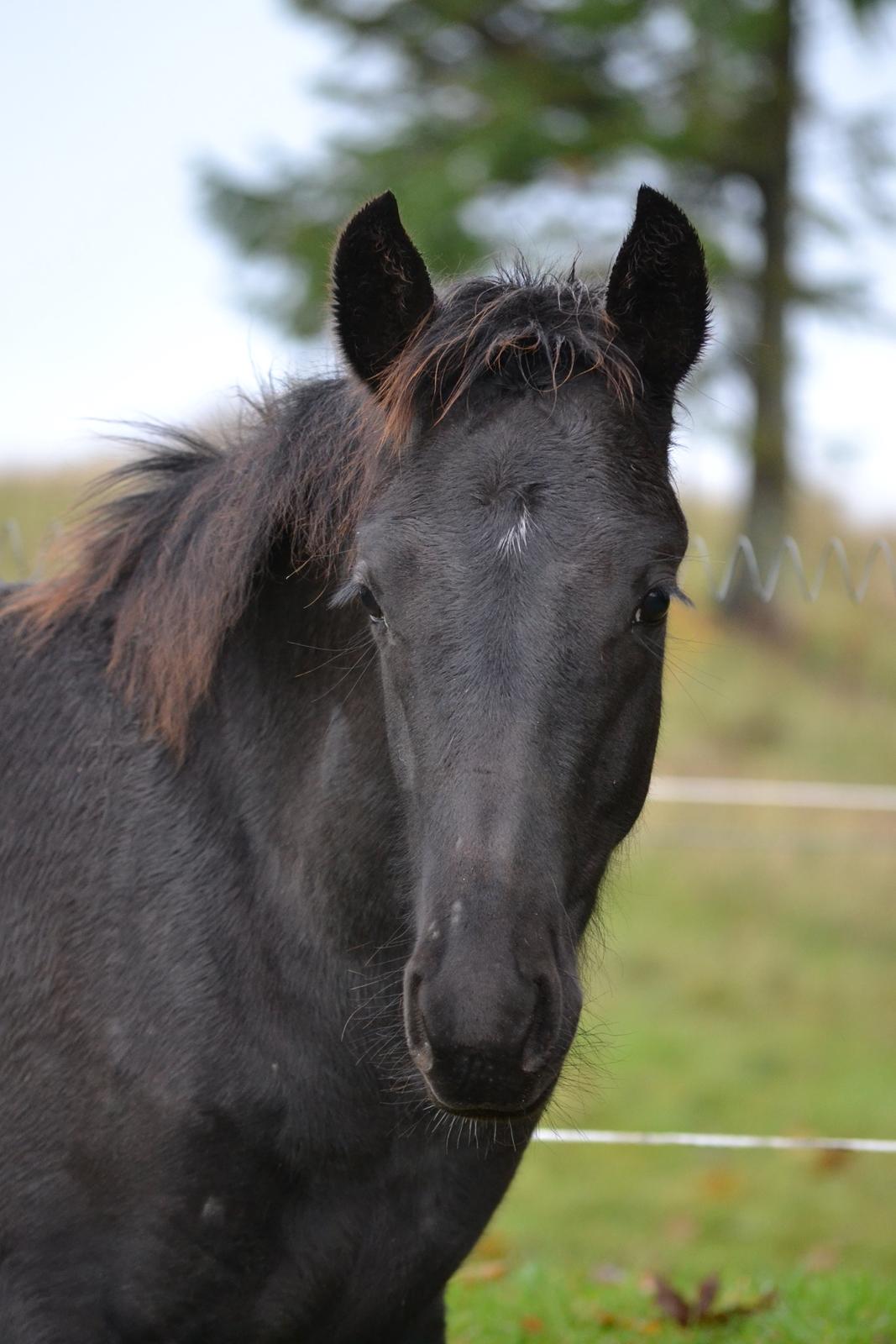 Barockpferd Nørrelunds Zippo billede 1