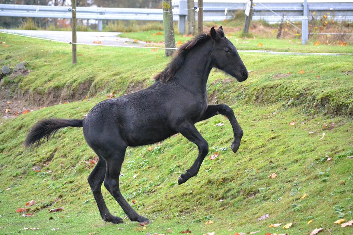 Barockpferd Nørrelunds Zippo billede 3