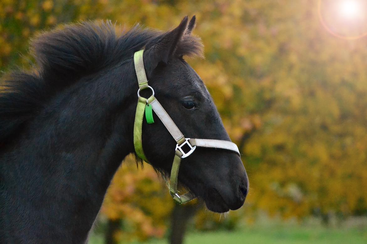 Barockpferd Nørrelunds Zippo billede 2