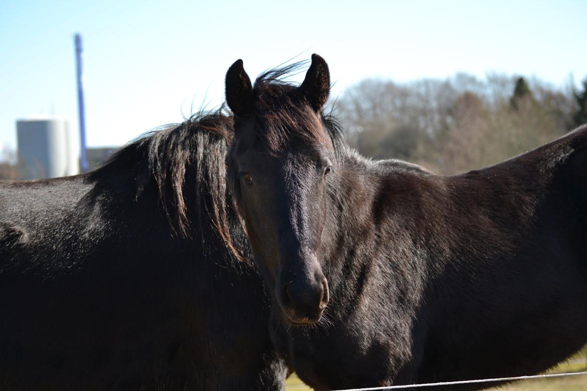 Barockpferd Nørrelunds Zippo billede 20
