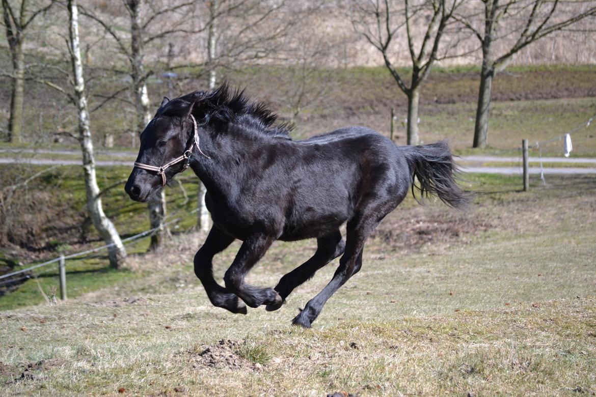 Barockpferd Nørrelunds Zippo billede 14