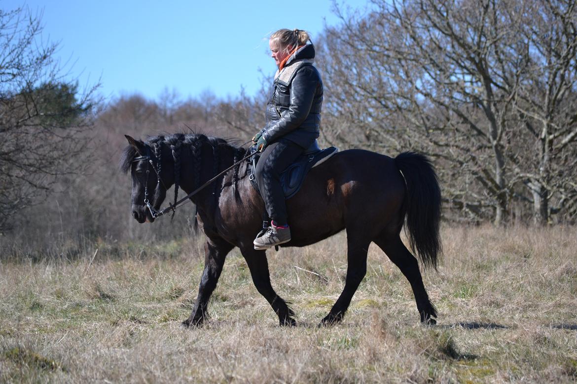 Anden særlig race Nørrelunds Sweetheart billede 17