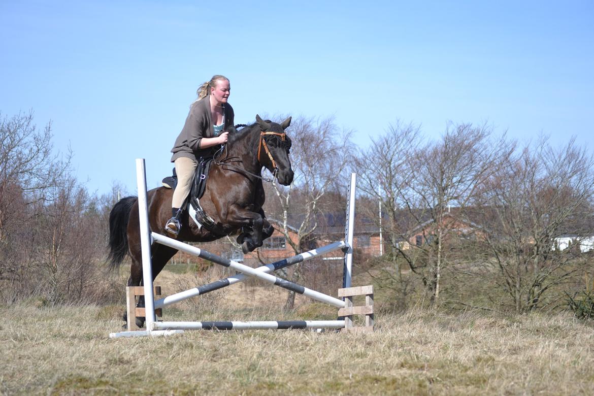 Anden særlig race Nørrelunds Sweetheart billede 6