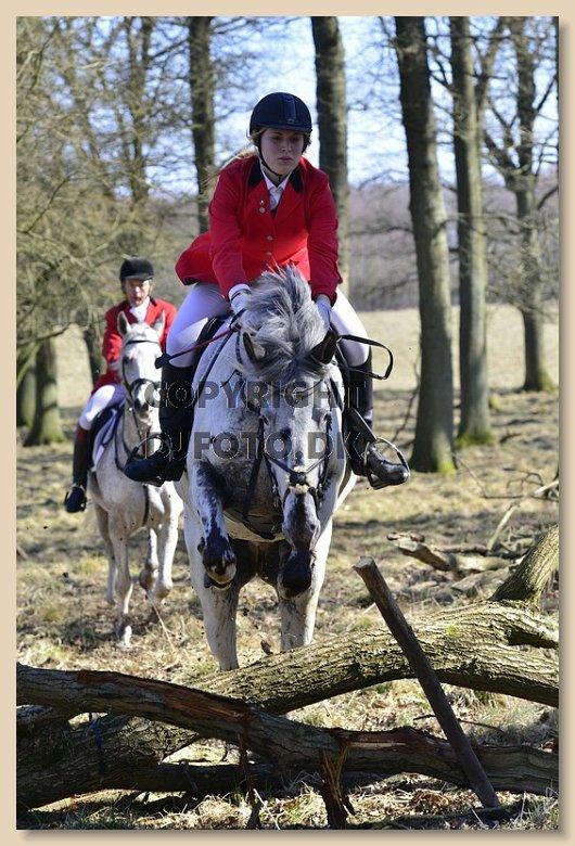 Knabstrupper Rikke Af Dutterup - Begynderjagt 6/4-15. Første jagt <3 billede 13