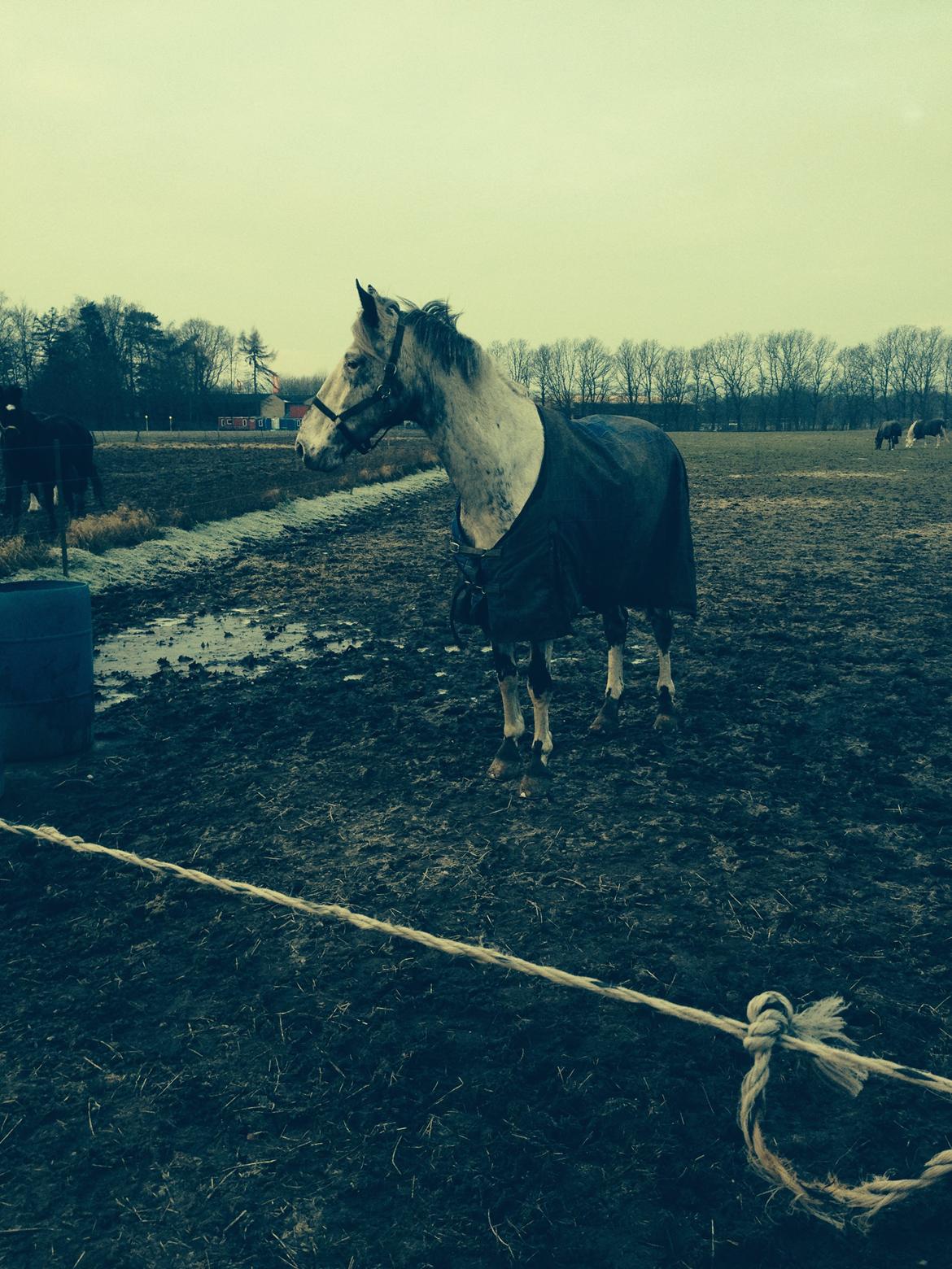 Knabstrupper Rikke Af Dutterup billede 19