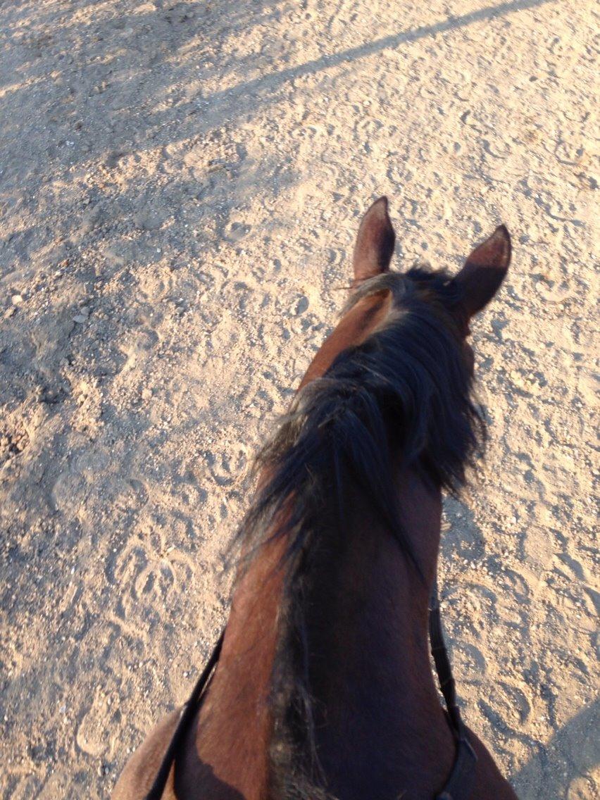 Oldenborg Tabasco (tidl part) billede 6