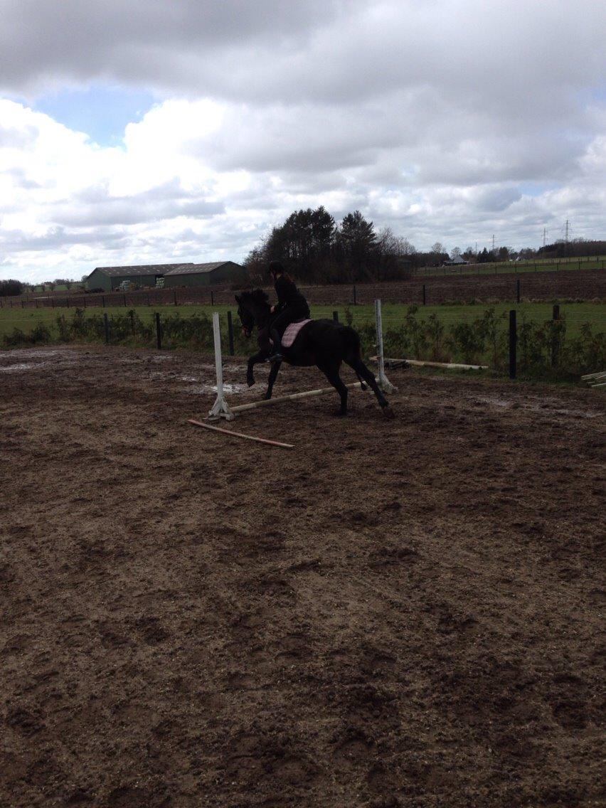 Oldenborg Tabasco (tidl part) billede 7