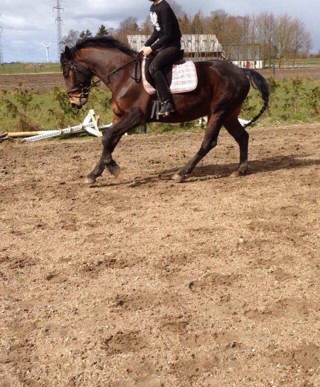 Oldenborg Tabasco (tidl part) billede 8