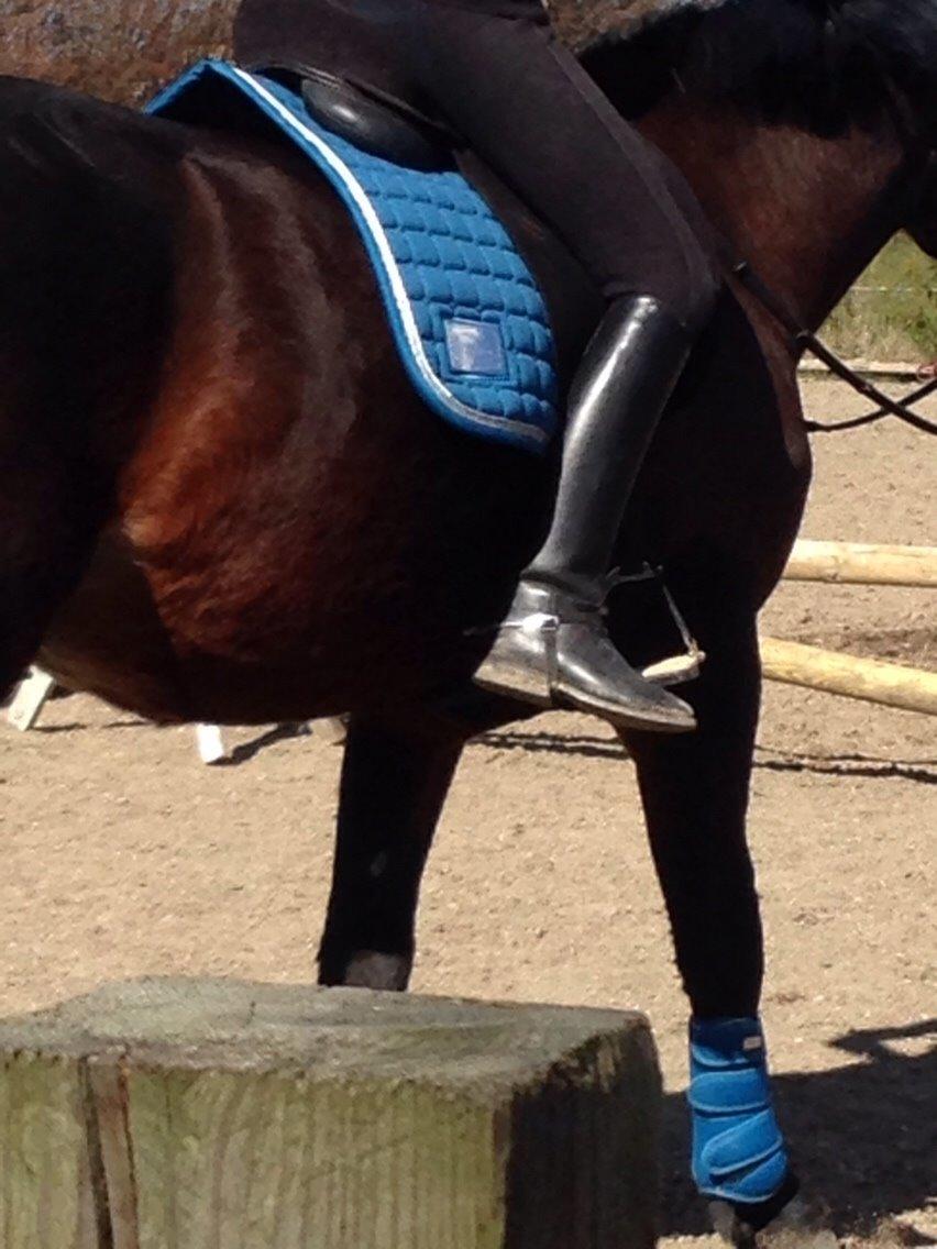 Oldenborg Tabasco (tidl part) billede 9