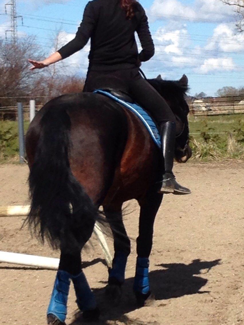 Oldenborg Tabasco (tidl part) billede 10